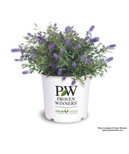 Load image into Gallery viewer, Blue Chip Buddleia in Proven Winners Pot
