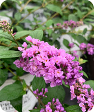 Load image into Gallery viewer, Lo &amp; Behold® &#39;Blue Chip&#39; Butterfly Bush
