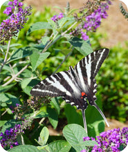 Load image into Gallery viewer, Zebra shallowtail butterfly enjoying the blooms of a Blue Chip Buddleia butterfly bush
