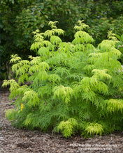 Load image into Gallery viewer, Lemony Lace® Elderberry