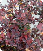 Load image into Gallery viewer, Rose Glow Barberry