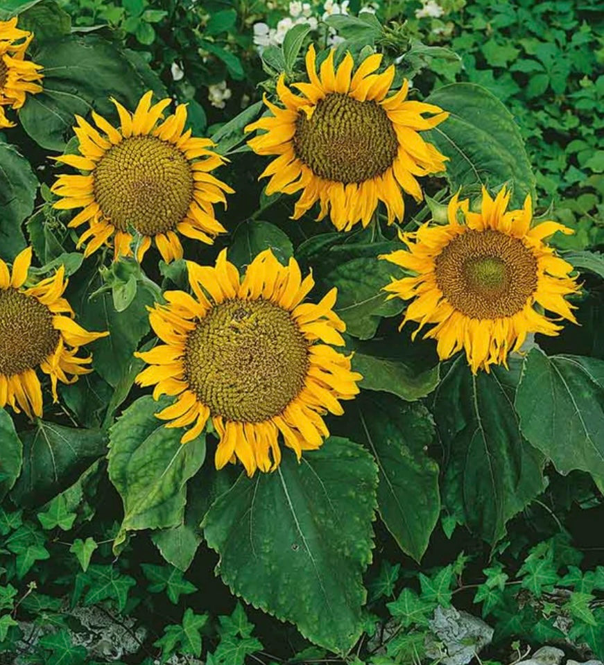 *Dwarf Sunflower Seeds- Sunspot