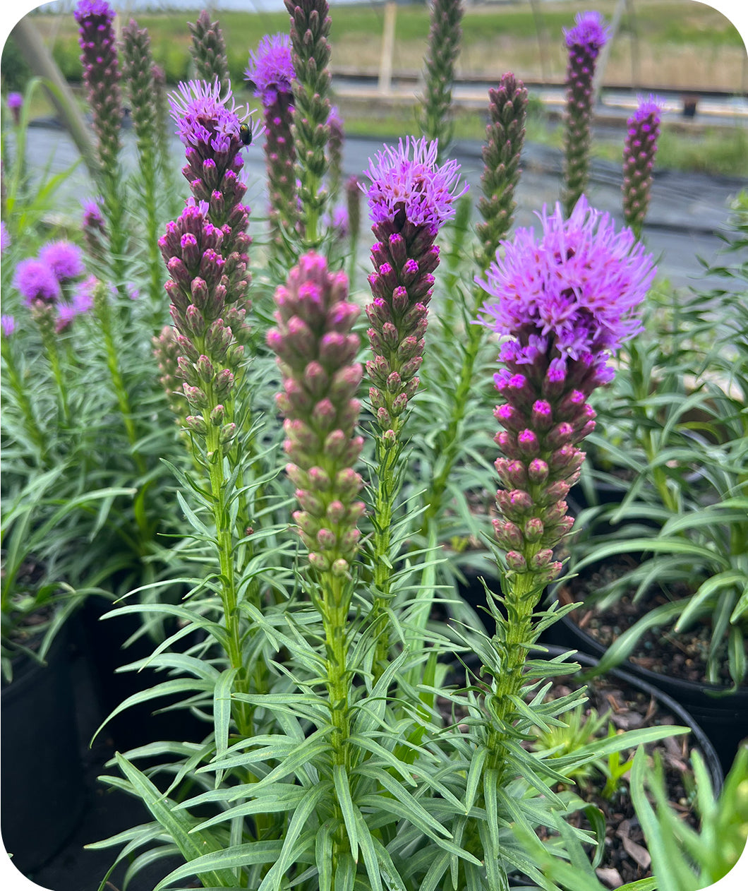 Liatris Kobold Purple Blooms