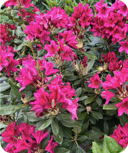 Load image into Gallery viewer, Nova Zembla Rhododendron
