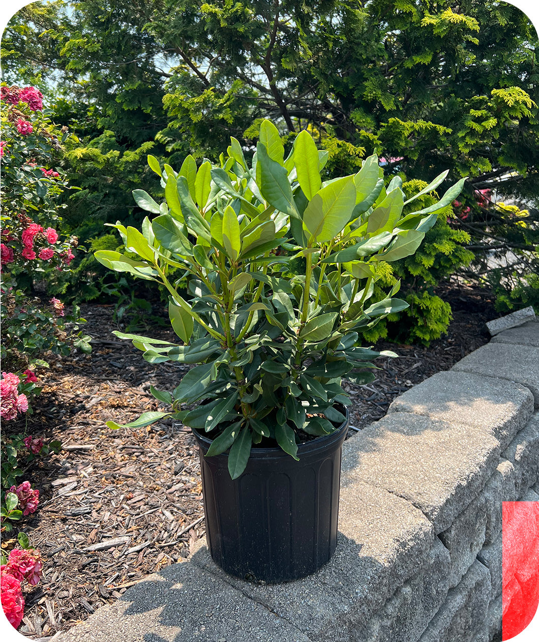 Nova Zembla Rhododendron in #3 pot