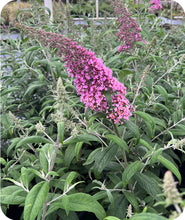 Load image into Gallery viewer, Pink Delight Butterfly Bush
