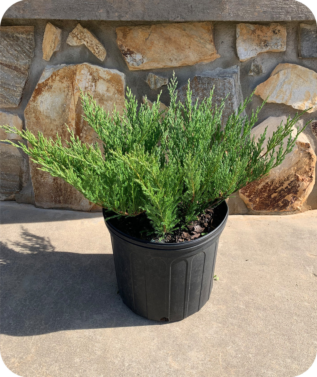 Andorra Juniper in 3 Gallon Pot with Rock Wall Behind