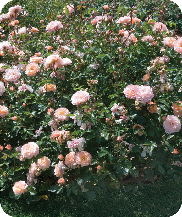 Apricot Drift Rose filled with beautiful soft pink blooms