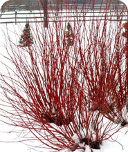 Load image into Gallery viewer, Arctic Fire Red Twig Dogwood In Snowy Landscape
