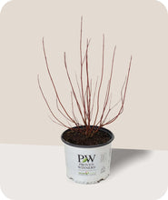 Load image into Gallery viewer, Red Twigs of an Arctic Fire Red Twig Dogwood in 3 Gallon Pot
