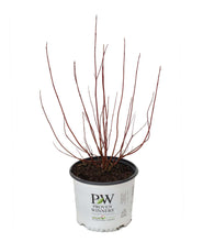 Load image into Gallery viewer, Arctic Fire Red Twig Dogwood in 3 gallon pot white white background
