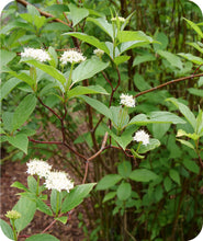 Load image into Gallery viewer, Arctic Fire Red Twig Dogwood White Blooms in Landscape
