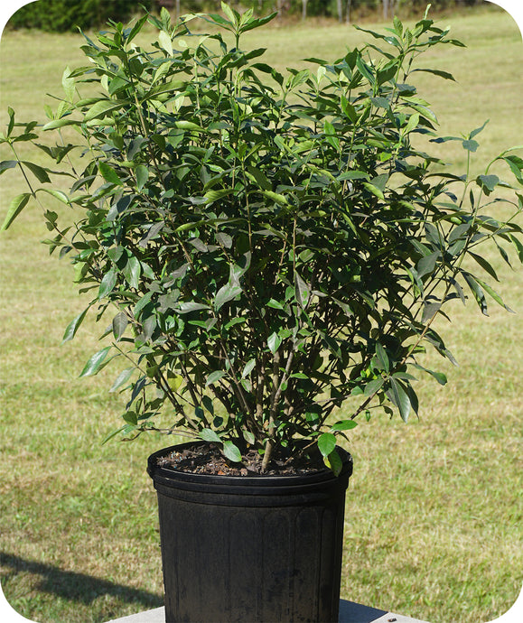 August Beauty Gardenia in 3 gallon pot in nature setting