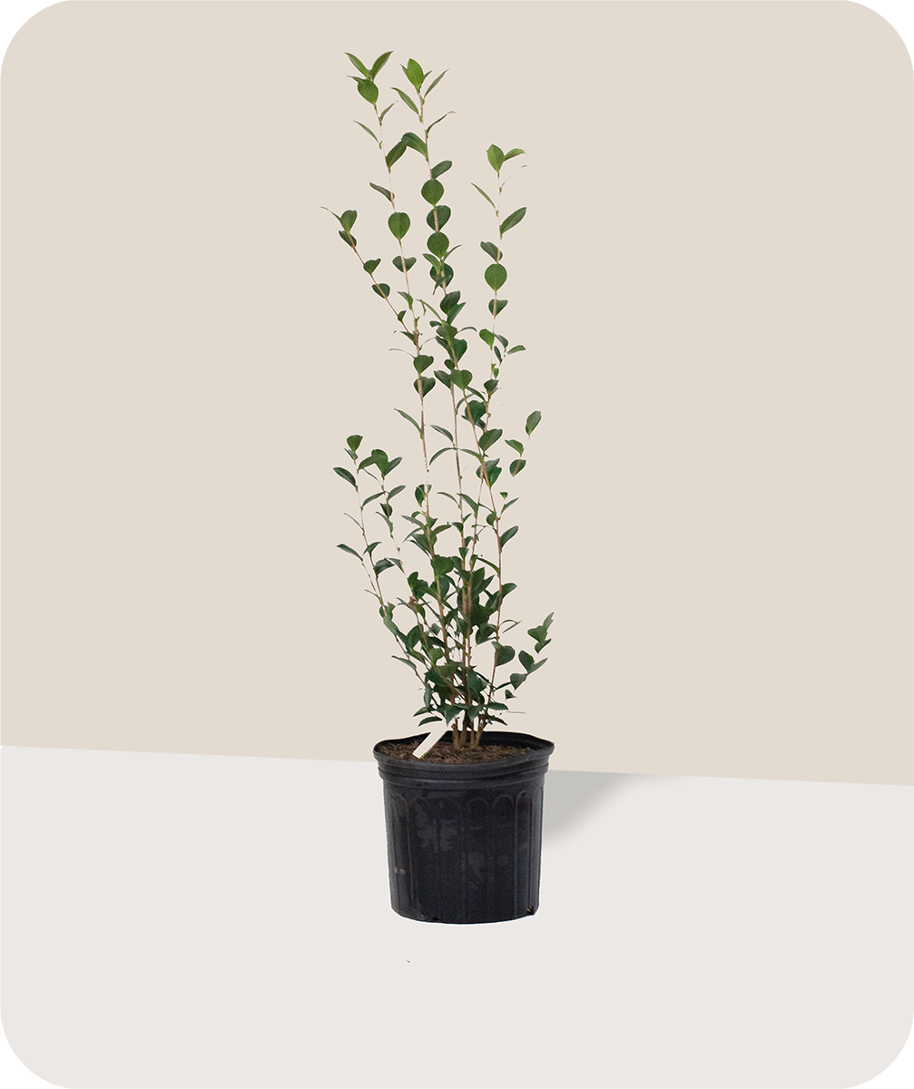 Sasanqua, Japonica, and Hybrid Camellias – The Twisted Twig Co.