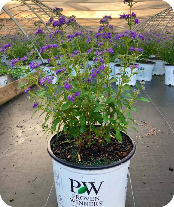 Beyond Midknight Bluebeard Caryopertis in Nursery setting