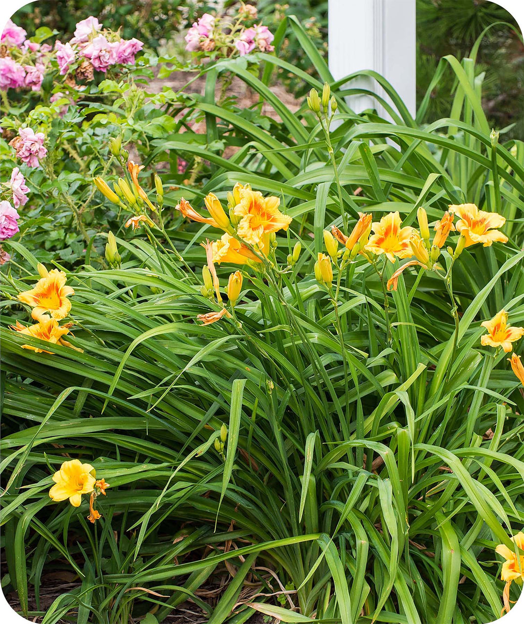 Black Eyed Stella Daylily Blooming in Landscape with bright yellow blooms