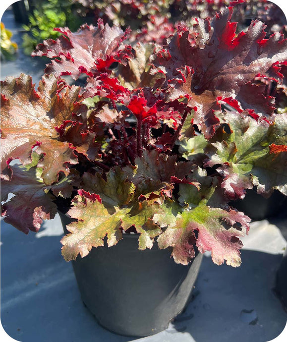 Beautiful Black, Red, & Green Foliage on the Coral Bell Black Tafetta