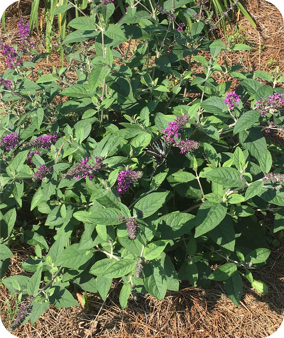 Blue Chip Buddleia blooming in landscape