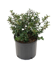 Load image into Gallery viewer, Blue Princess Holly in 3 gallon pot
