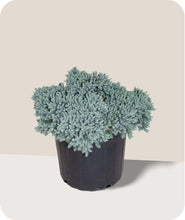 Load image into Gallery viewer, Blue Star Juniper foliage in 3 gallon pot
