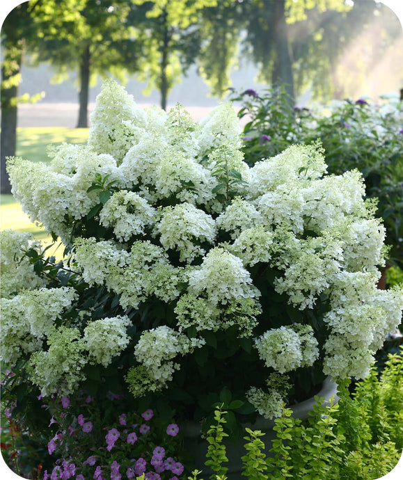 Bobo Hydrangea in landscape surrounded by other Proven Winner plants