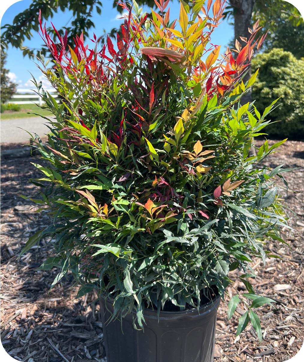 Bonfire Nandina