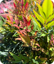 Load image into Gallery viewer, Bonfire Nandina
