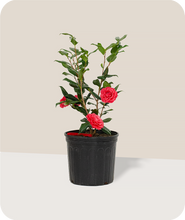 Load image into Gallery viewer, CM Hovey Camellia in 3 Gallon Pot
