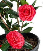 Load image into Gallery viewer, CM Hovey Camellia Close Up
