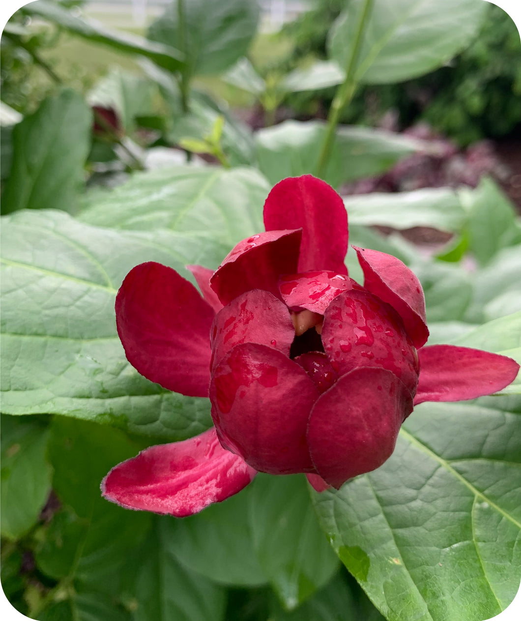 Aphrodite Sweetshrub Calycanthus