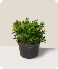 Load image into Gallery viewer, Carissa Holly glossy green foliage
