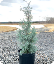 Load image into Gallery viewer, Carolina Sapphire Cypress in 4 Gallon Pot
