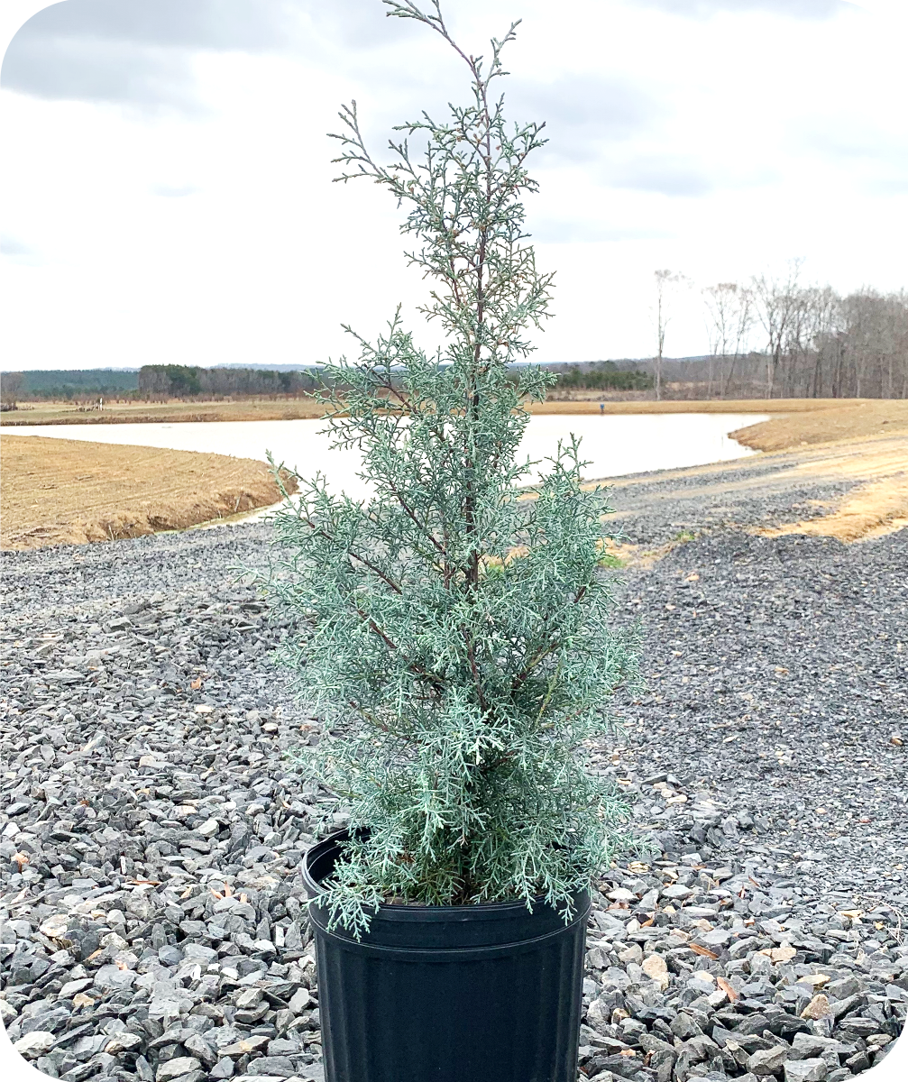 Carolina Sapphire Cypress in 4 Gallon Pot