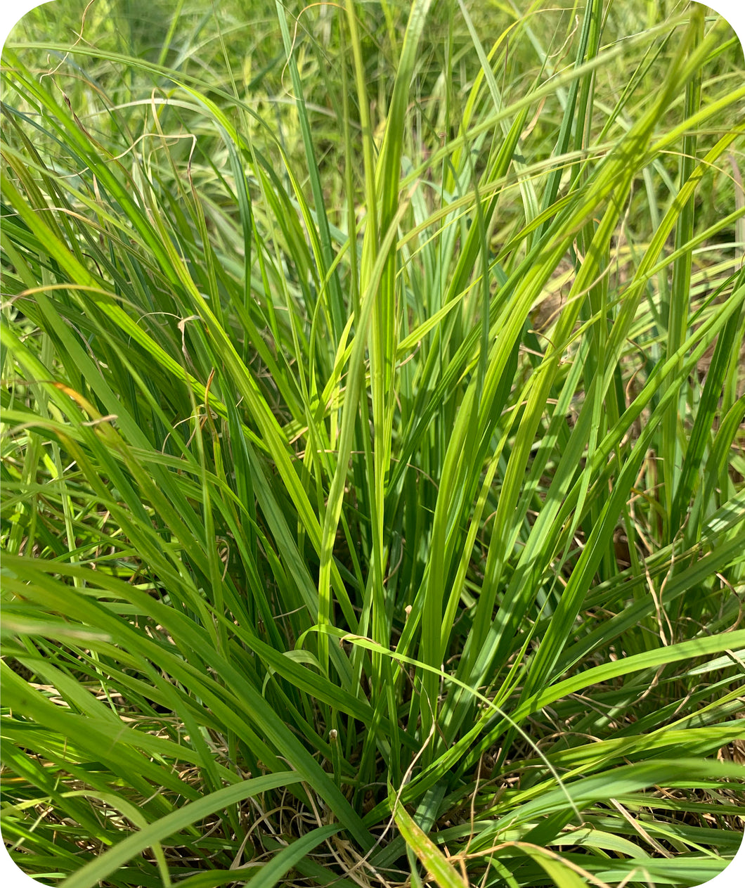 Cassian Dwarf Fountain Grass