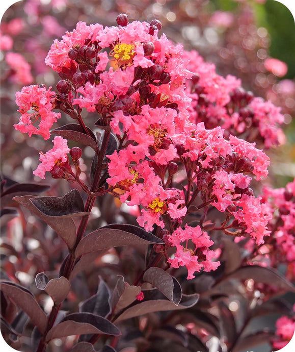 Close up of stunning Coral Blooms against the dark foliage of the Center Stage Coral Crapemyrtle