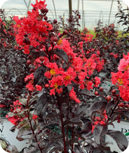 Load image into Gallery viewer, Center Stage® Red Crapemyrtle
