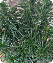 Load image into Gallery viewer, Upright Japanese Plum Yew &#39;Fastigiata&#39;
