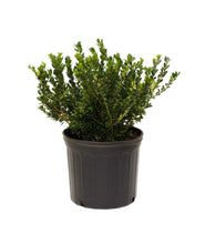Load image into Gallery viewer, Compact Japanese Holly in 3 gallon pot
