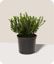 Load image into Gallery viewer, Compact Japanese Holly in 3 gallon pot with cream background
