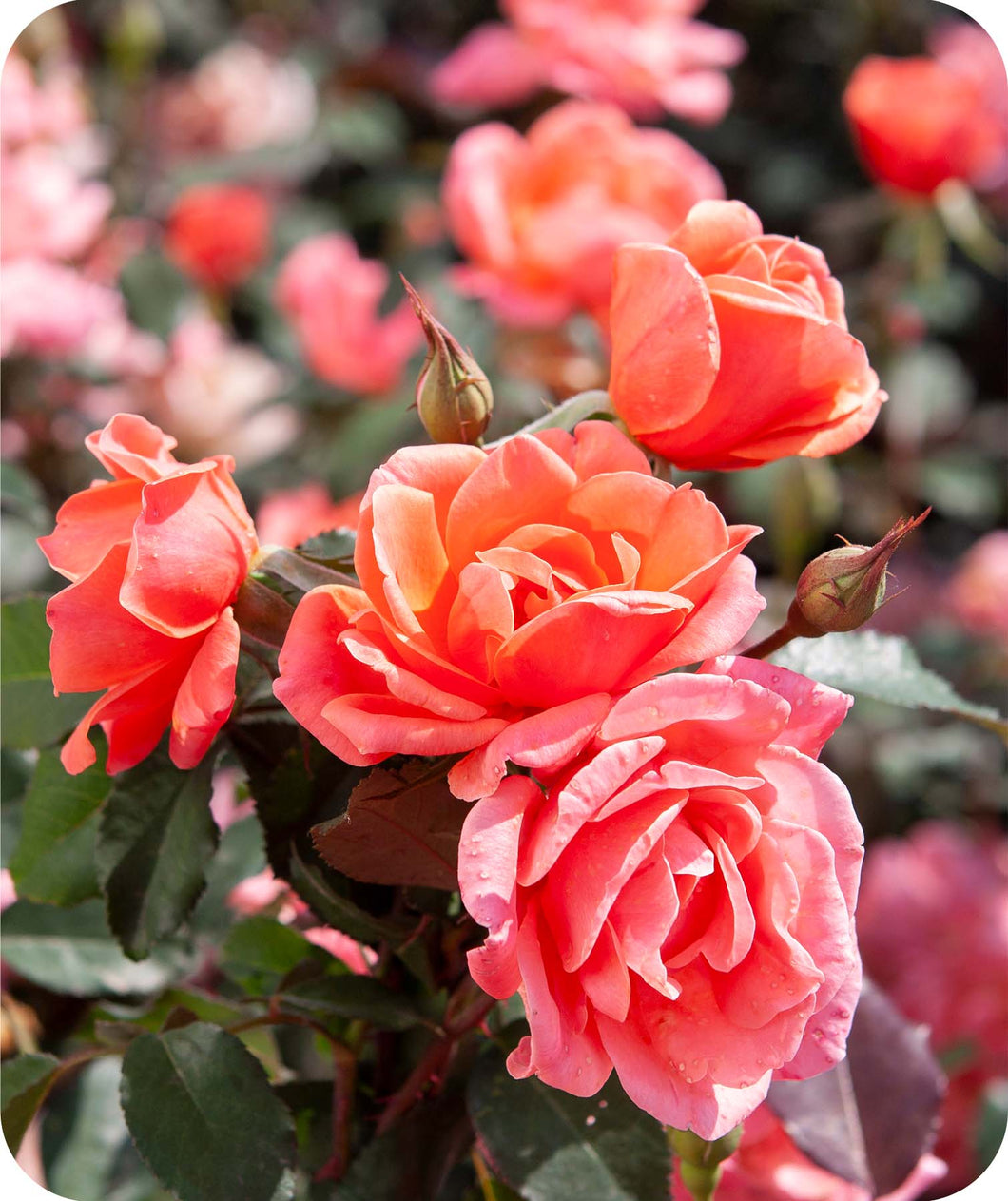 Close up of Coral Blooms on Coral Knock Out Rose