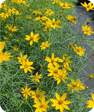Load image into Gallery viewer, Coreopsis Tickseed Golden yellow blooms
