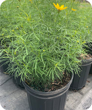 Load image into Gallery viewer, Coreopsis verticillata &#39;Zagreb&#39;
