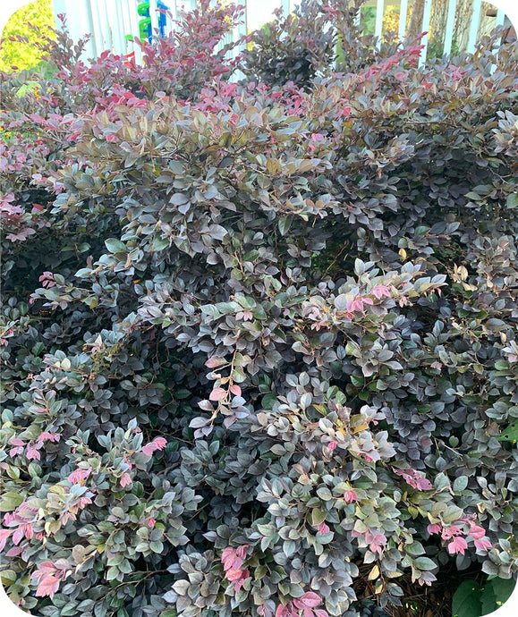 Crimson Fire Loropetalum foliage