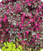 Load image into Gallery viewer, Crimson Fire Loropetalum blooming in a landscape
