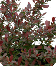 Load image into Gallery viewer, Crimson Pygmy Dwarf Japanese Barberry
