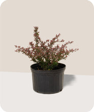 Load image into Gallery viewer, Crimson Pygmy Barberry in 3 Gallon Pot
