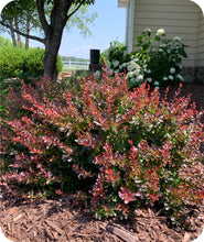 Load image into Gallery viewer, Crimson Pygmy Barberry in Landscape
