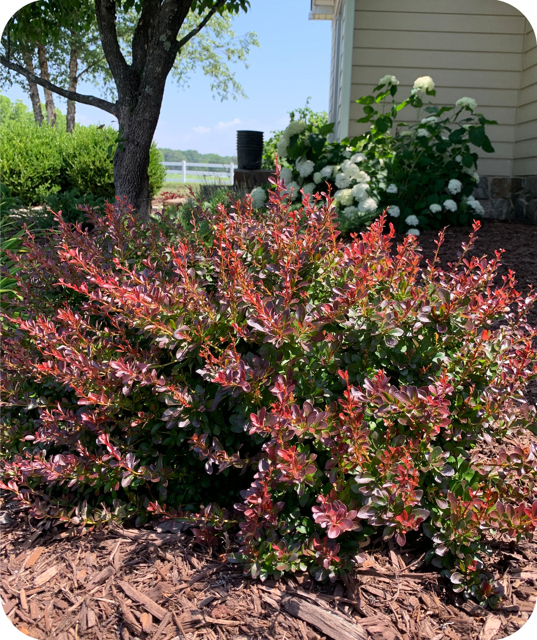 Crimson Pygmy Barberry in Landscape