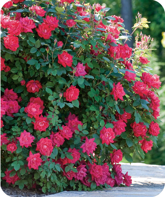 Double Knock Out Rose shrub filled with beautiful red double blooms