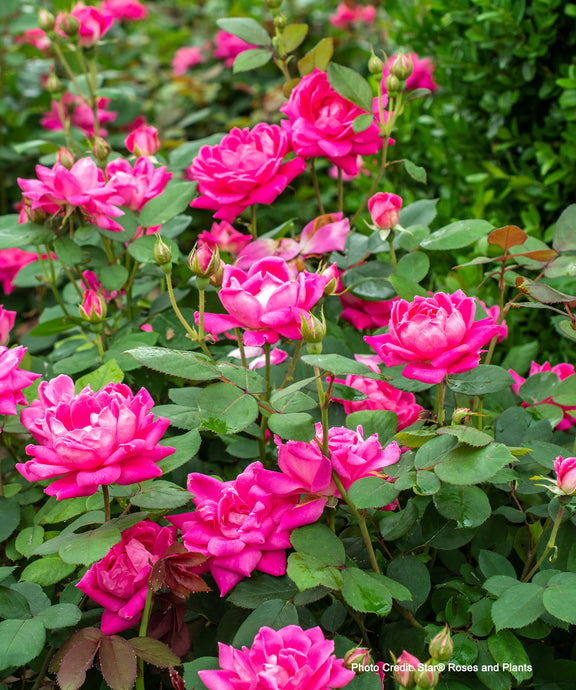 Pink Double Knock Rose shrub blooming in landscape